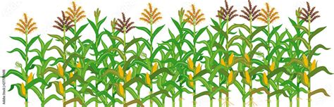 Vecteur Stock Agriculture plant border with cornfield isolated on white background. Group of ...