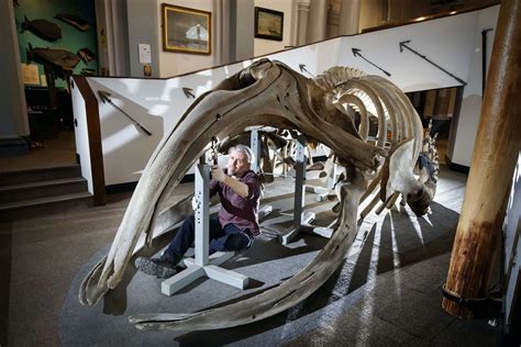 113-year-old whale skeleton dismantled ahead of museum refurbishment