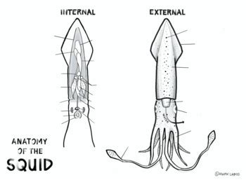 Squid External Anatomy Unlabeled