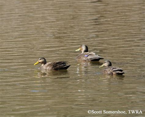 Birding Trails - Tennessee Wildlife Resource Agency | American Black Duck