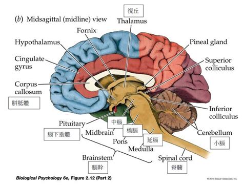 Dog Anatomy Brain - Anatomical Charts & Posters