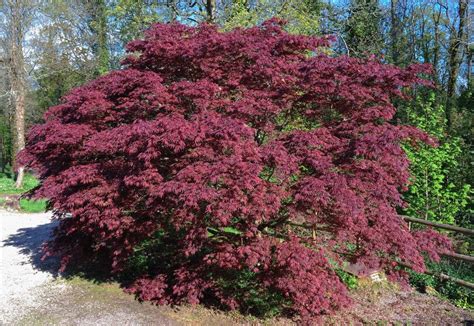 Zone 5 Japanese Maple Trees - Growing Japanese Maples In Zone 5 Gardens | Gardening Know How