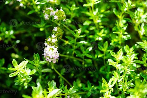 savory satureja hortensis delicious kitchen herbs 8204910 Stock Photo ...