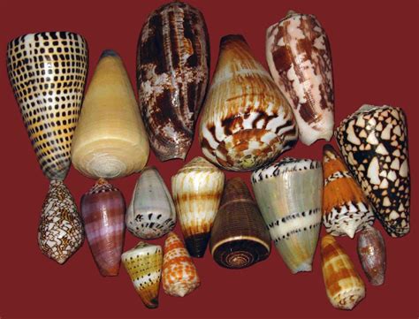 8-venomous-cone-snails-in-thailand | Thailand.FalkTime