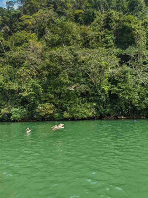 Tropical bird sanctuary in the Guatemalan caribbean - FLAAR MESOAMERICA