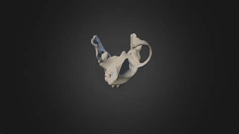 Sivapithecus indicus - Download Free 3D model by geronimo0232 (@Human_Lineage) [6490ced] - Sketchfab