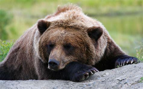 What Happens if You Wake a Bear From Hibernation? | Wonderopolis