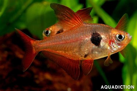 Red Phantom Tetra - Hyphessobrycon sweglesi Fish Profile & Care Guide