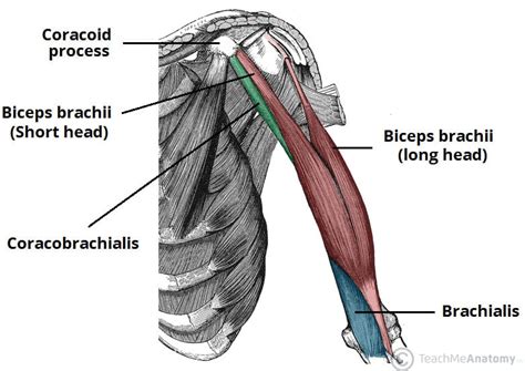 Muscles of the Upper Arm - Biceps - Triceps - TeachMeAnatomy