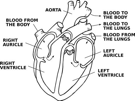 Heart Diagram Labeled Drawing