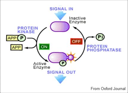 What Are Kinases