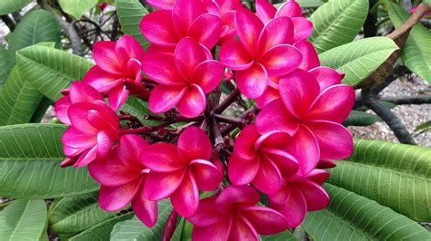 Huge Plumeria forest on Oahu Hawaii with thousands of blooms. - YouTube