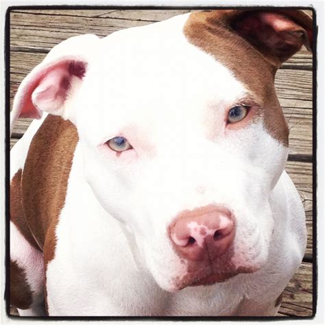 Red nose pitbull puppy