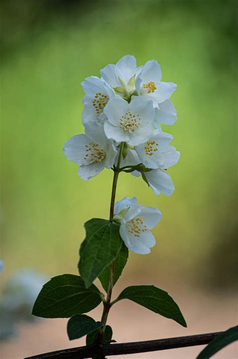 White Orchids · Free Stock Photo