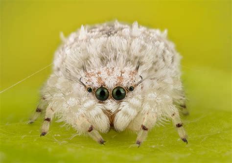 15 Best Jumping Spiders images