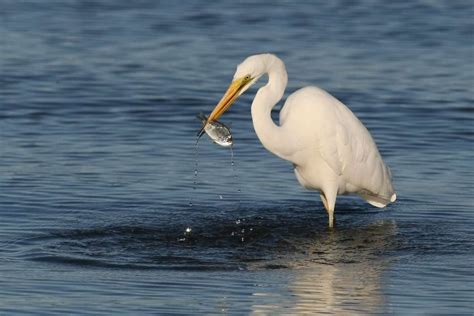 Antidepressants and other drugs in water environments changing fish behaviour - ABC News