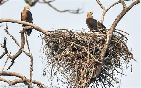 Eagle Pallas's Fish (Haliaeetus leucoryphus) nest - India - World Bird Photos