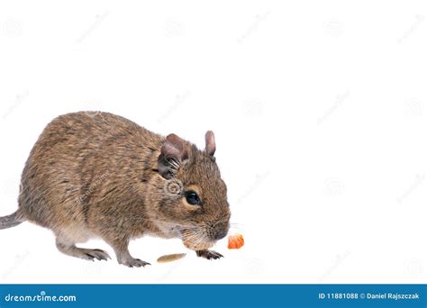 Degu stock photo. Image of funny, detail, child, exotic - 11881088