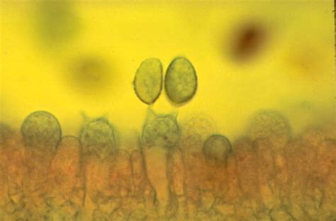 Basidia Microscope