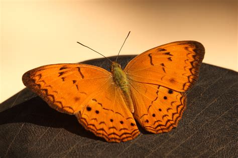 File:Orange Butterfly (4201956193).jpg