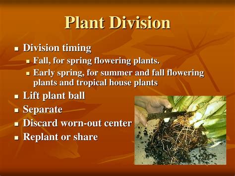 PPT - Plant Propagation Workshop - Other PowerPoint Presentation, free download - ID:2065143