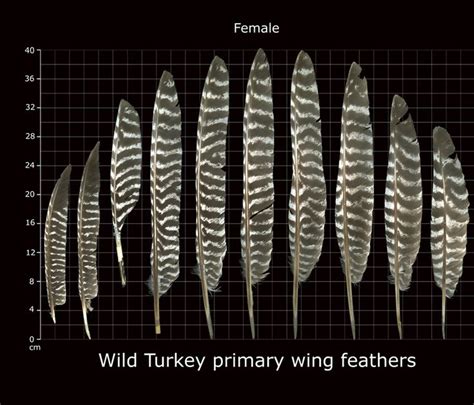 Wild Bird Identification By Color