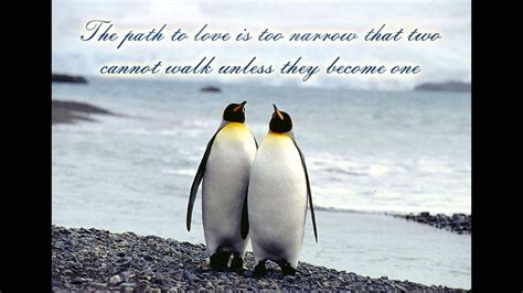 Cute Penguin Quotes - YouTube