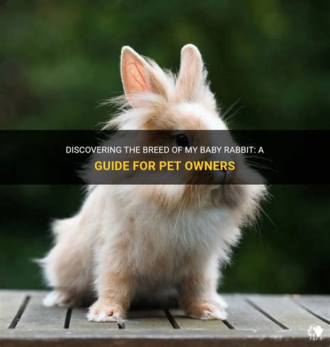 Discovering The Breed Of My Baby Rabbit: A Guide For Pet Owners | PetShun