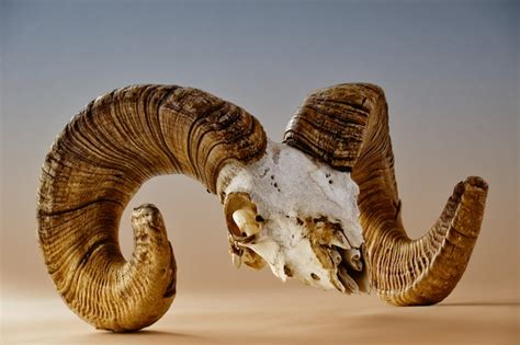 Premium Photo | Bighorn sheep skull