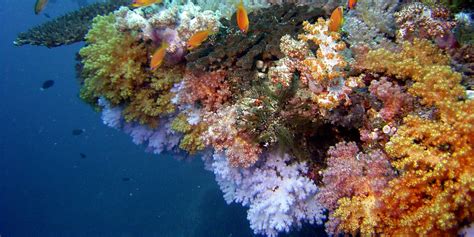 Best Coral Reef Maldives | Baros Maldives | Coral Reefs in the Maldives