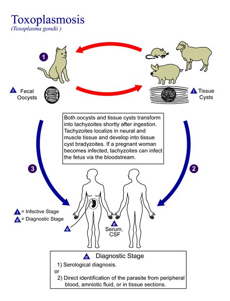 File:Toxoplasma gondii Life cycle PHIL 3421 lores.png - Wikimedia Commons