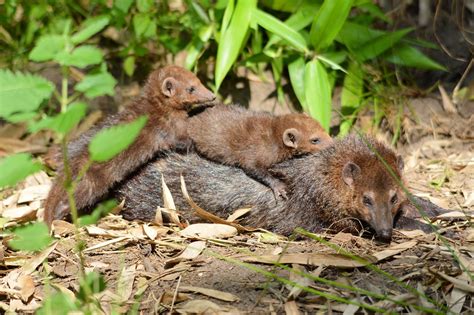 Weasel Family Free Stock Photo - Public Domain Pictures