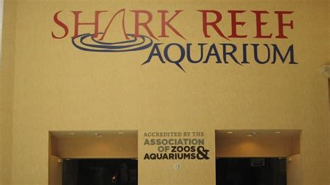 Shark Reef Aquarium Tickets in Las Vegas: how to buy and prices - Hellotickets