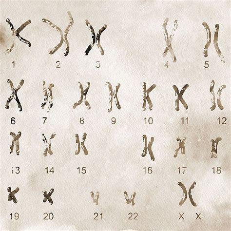 Female Chromosome idiogram | Chromosome, Biology art, Genetic art