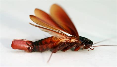 Why Do Cockroaches Fly? Insights Into Their Behavior and Habits