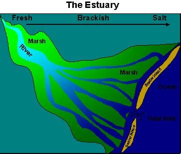 Estuary: Overview & Summary | SchoolWorkHelper