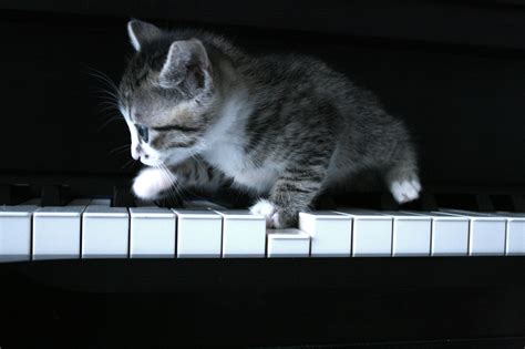 Piano Cat Wallpapers - Wallpaper Cave