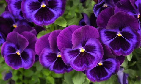 Download Purple Flower Flower Nature Pansy 4k Ultra HD Wallpaper