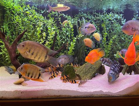 Severum Cichlid: Types, Care, Tank Mates & More