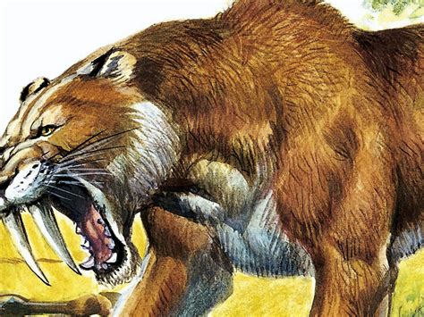 Saber Tooth Tiger Information For Kids | Kids Matttroy