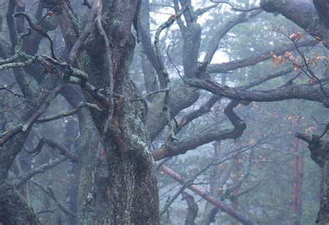 Trees in a Foggy Forest · Free Stock Photo