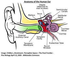 Popping, Clicking or Crackling Sound in Ear: What Does It Mean?