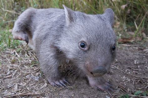 Where to Photograph Wildlife in Australia - Nature TTL