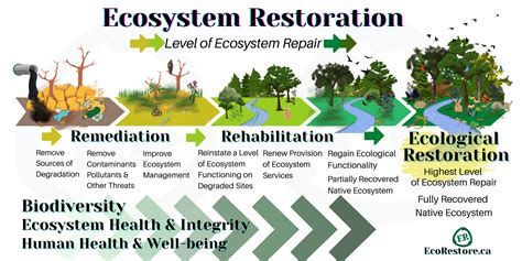 EcoRestore: Ecosystem Restoration Services – Ecosystem Restoration Services