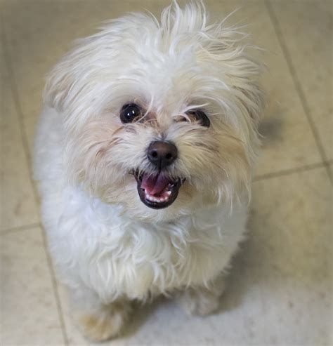 Shelter Dogs of Portland: "SNOWFLAKE" teenage Maltese/poodle mix