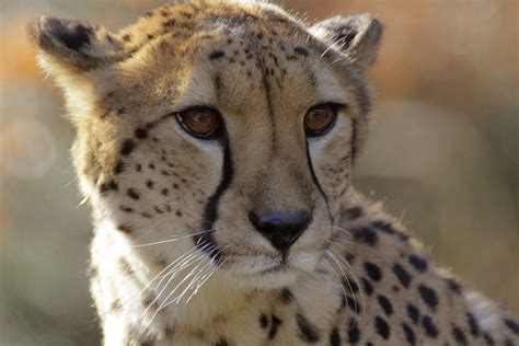 Asiatic cheetahs are desperately racing toward extinction | LifeGate