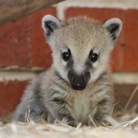 White-Nosed Coati (Coatimundi) | Coniferous Forest