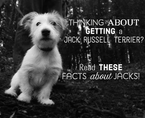 Facts About Jacks: All About Jack Russell Terriers - PetHelpful