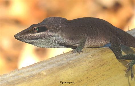 male green anole12 | Male Anole Lizard changing to a more pr… | Flickr