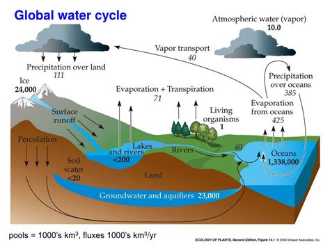 PPT - Team Ecology Biogeochemical cycling: Global water cycle Kasey ...